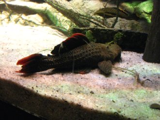 Large Plecostomus Fish at the Baltimore Aquarium