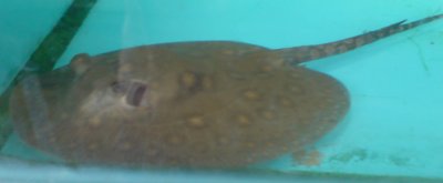 Freshwater Stingray