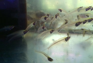Glass Catfish Glass Catfish