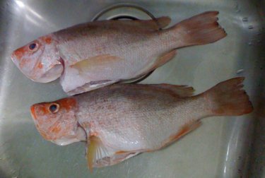 2 Red Snappers in a Teka Sink