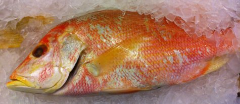 Anothe Red Snapper on Ice