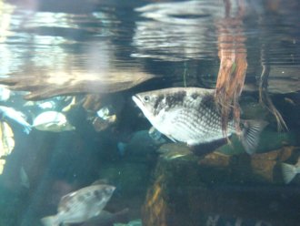 So why do they call it archer fish anyway?