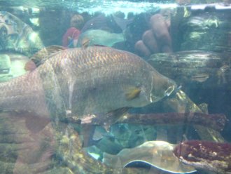 Whats the Barramundi all about you ask?