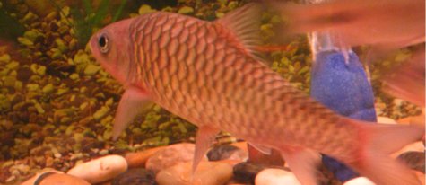 Juvenile Malaysian Red Mahseer