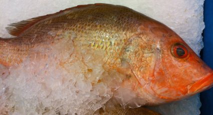 A plush Red Snapper on Ice