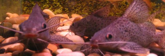 Synodontis Fish