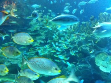 Bunch of tropical coral fish